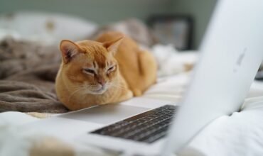 Pet’s name a preferred password for many